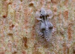 Image of Sycamore Lace Bug