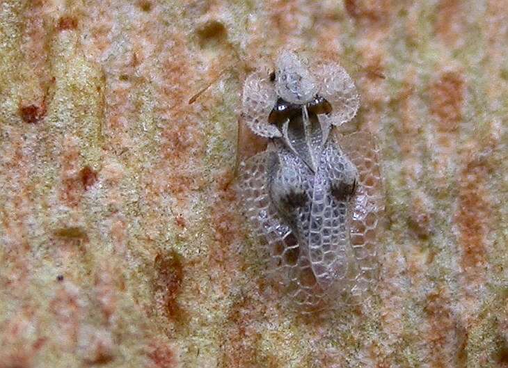 Image of Sycamore Lace Bug