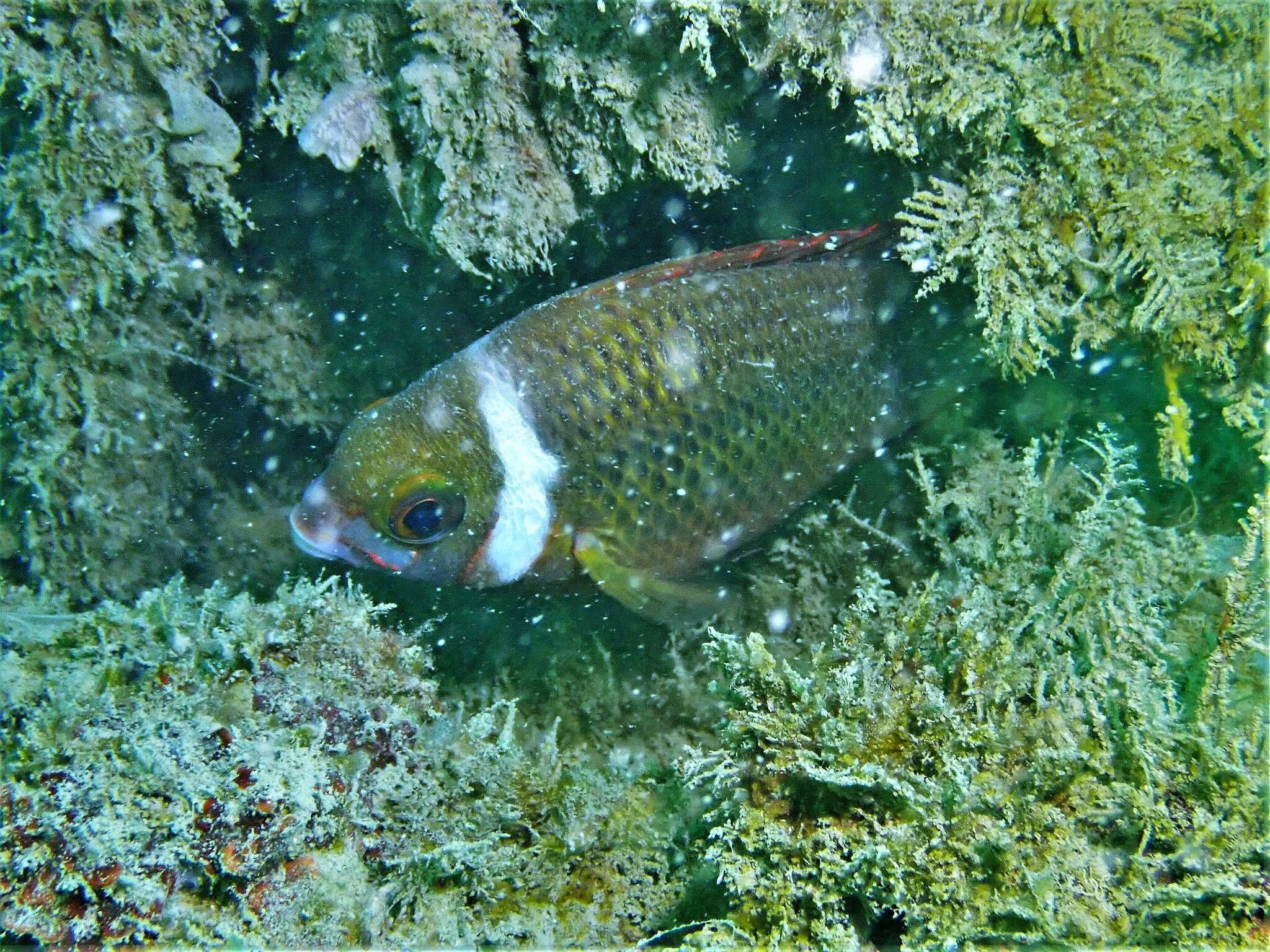 Image of Igcar monocle bream