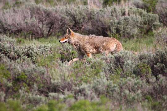 Image of big sagebrush