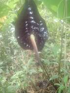 Image of Anthurium caramantae Engl.