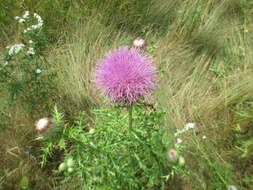 Image of pasture thistle