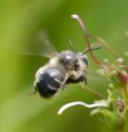 Image of Anthophora terminalis Cresson 1869