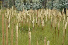 Image of Xanthorrhoea resinosa Pers.