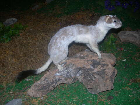 Image of ermine