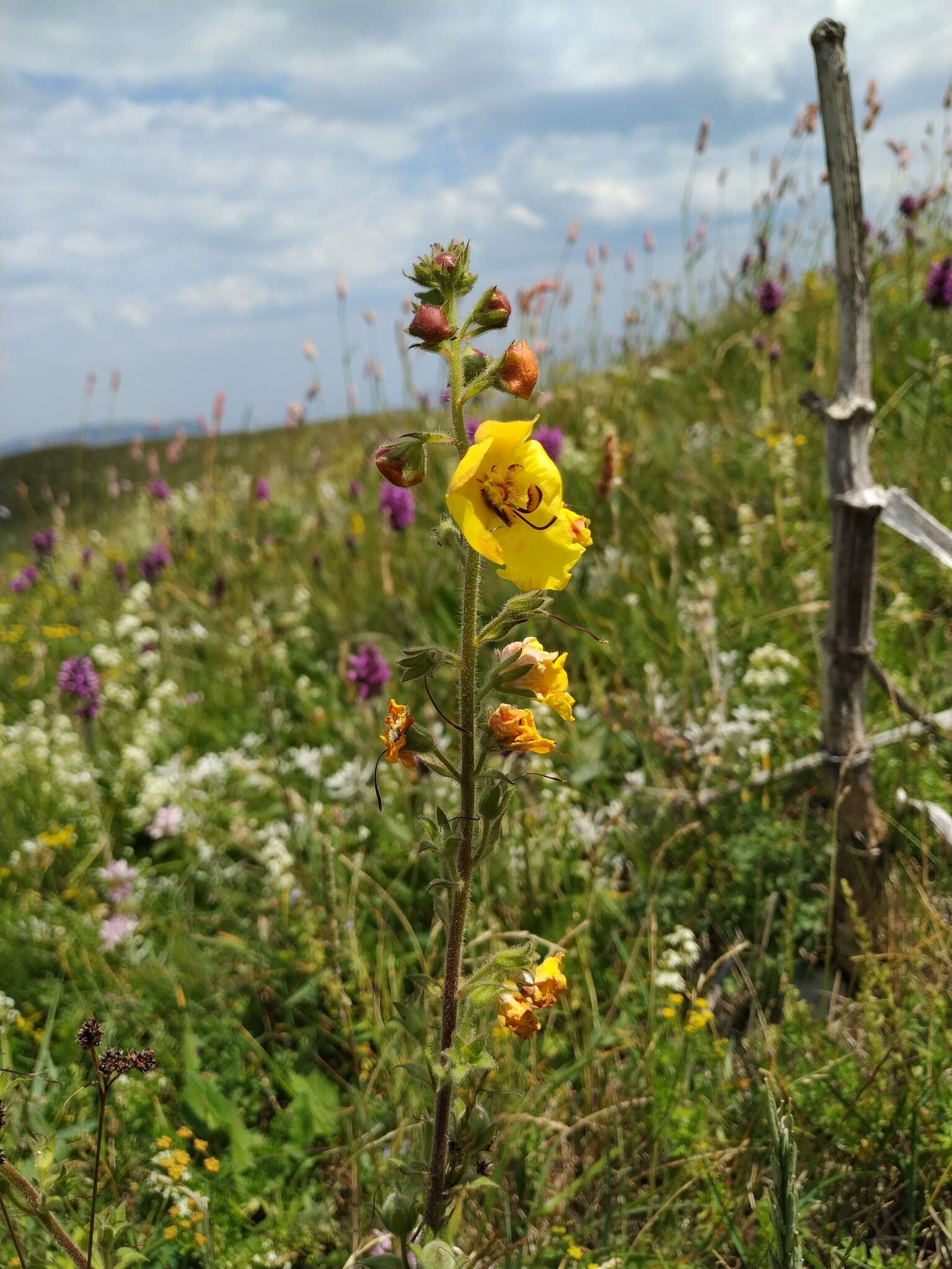 Image of Verbascum spectabile Bieb.