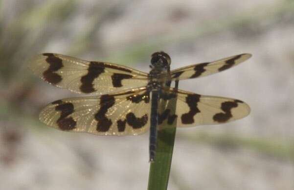 Image of Banded Flutterer