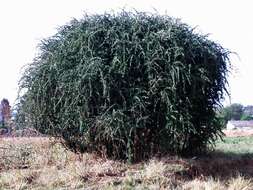 Image of Puzzle bush