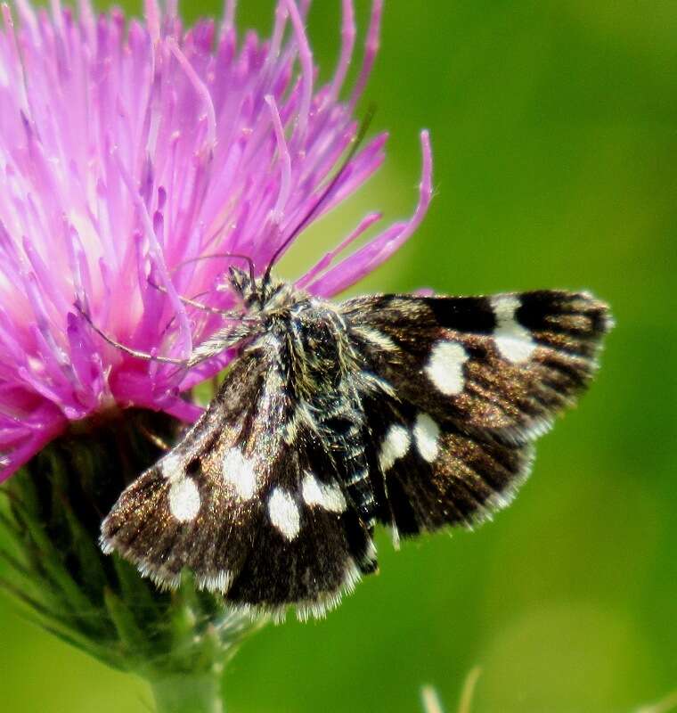 صورة Eurrhypis pollinalis