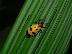 Image of Alurnus ornatus Baly 1869