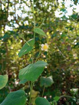 Image of big yellow velvetleaf