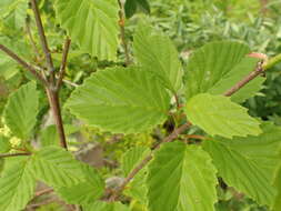 Image de Viburnum alabamense (Mc Atee) Sorrie