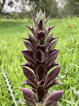 Image of Acanthus syriacus Boiss.