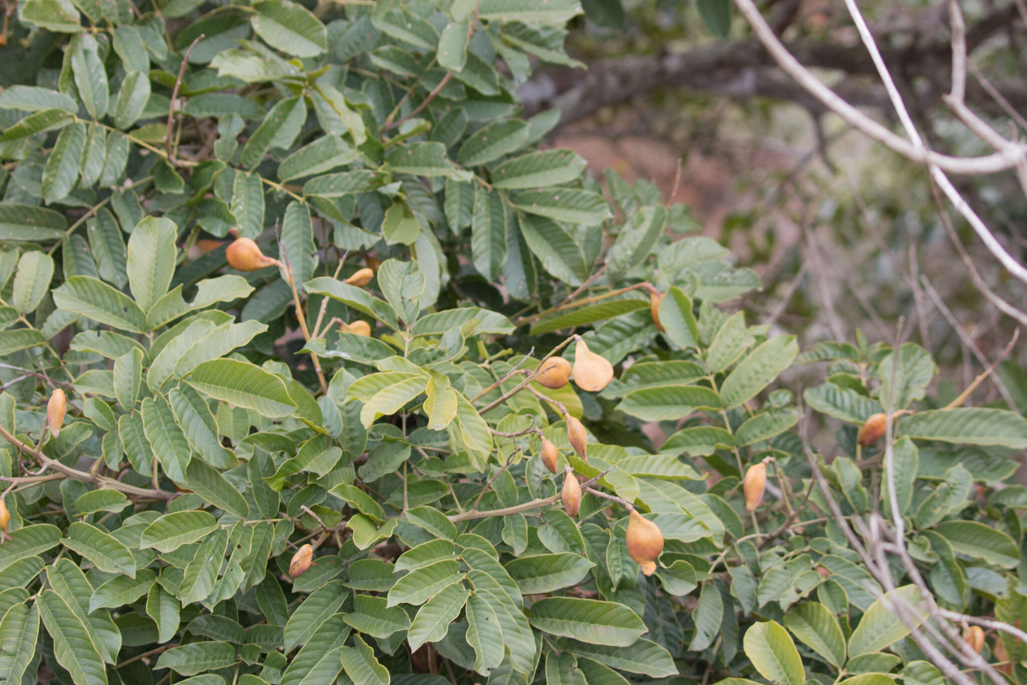 Image of Ormosia arborea (Vell.) Harms