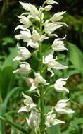 Cephalanthera longifolia (L.) Fritsch resmi