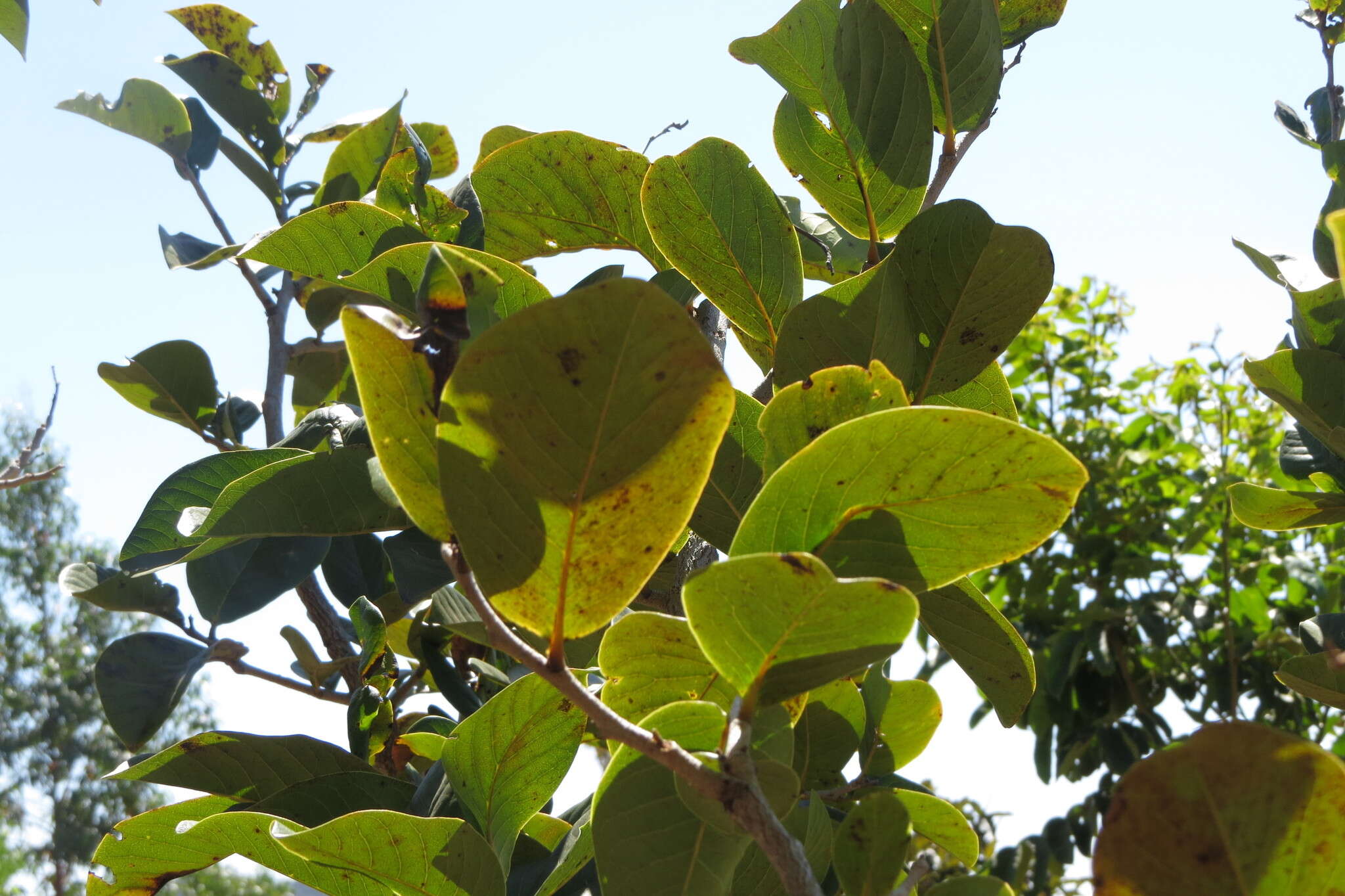 Image of Annona crassiflora Mart.