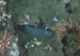 Image of California Hagfish