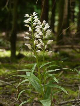 Image of Sword-leaved helleborine