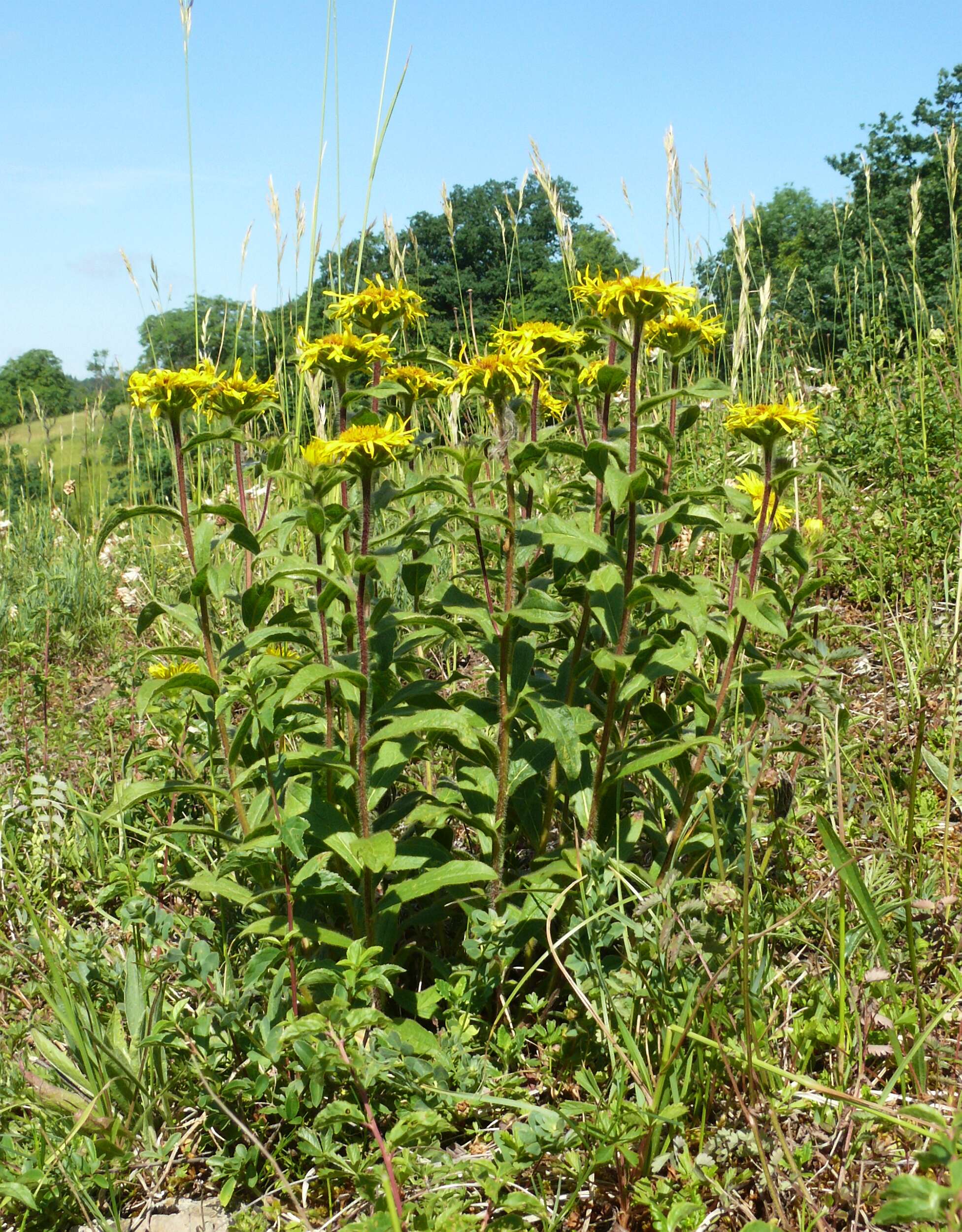 Image of Inula hirta