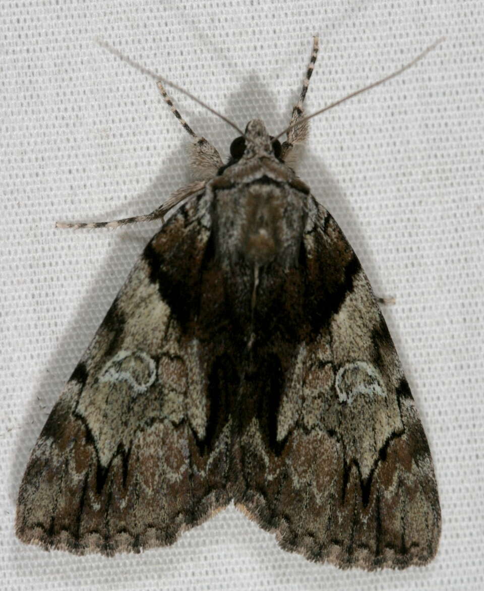 Image of Hawthorn Underwing