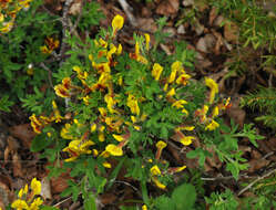 Слика од Cytisus hirsutus subsp. polytrichus (M. Bieb.) Hayek