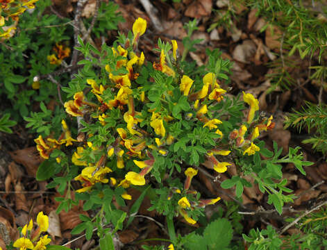 Image of Cytisus hirsutus subsp. polytrichus (M. Bieb.) Hayek