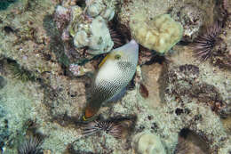 Image of Fantail filefish