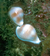 Image of Banded Egg Cowrie