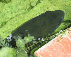 Image of Giant Snakehead