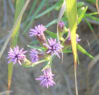 Image of Ontario blazing star