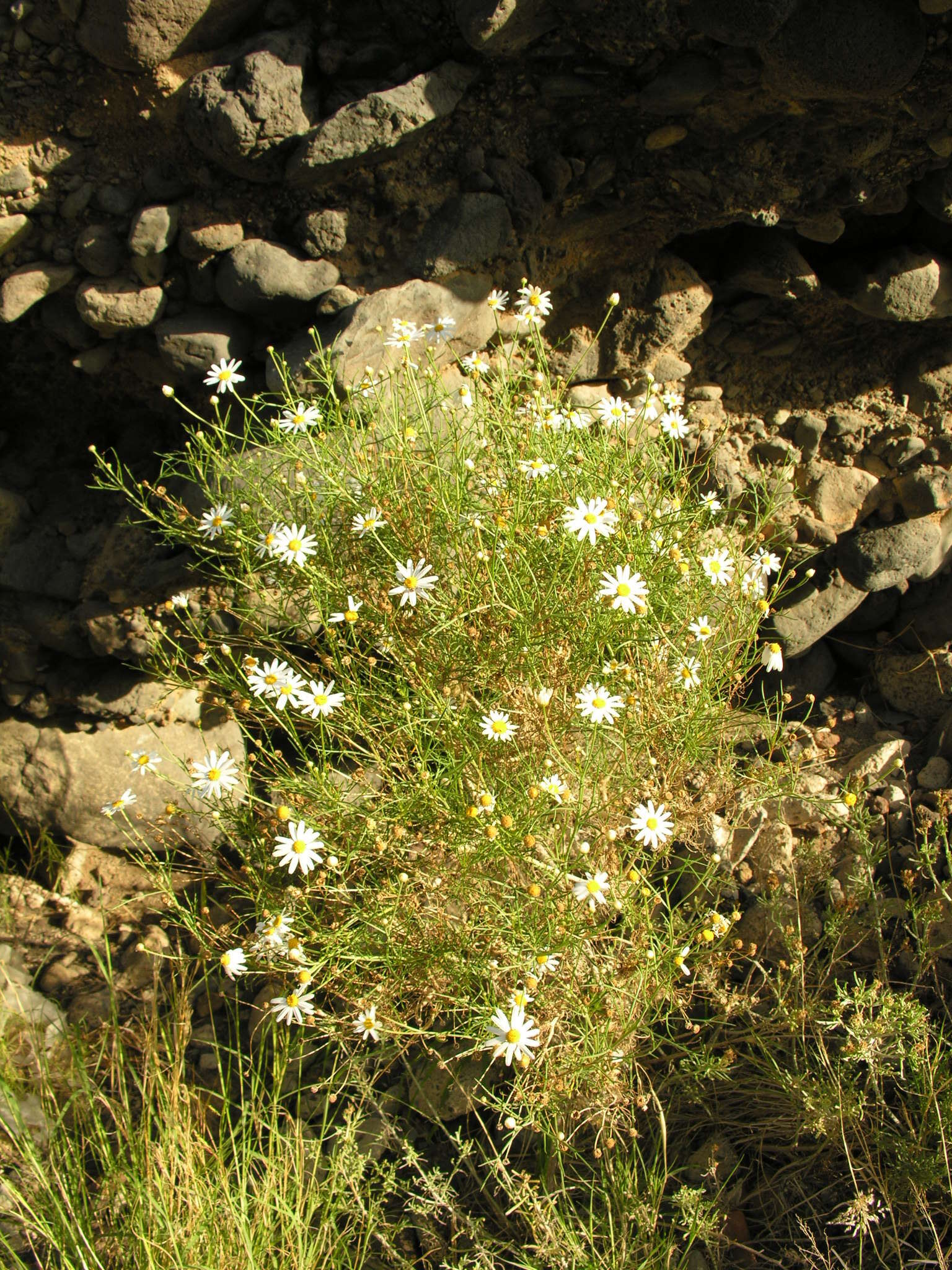 Image of Argyranthemum gracile Sch. Bip.