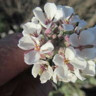 Image of Palmer's spectaclepod