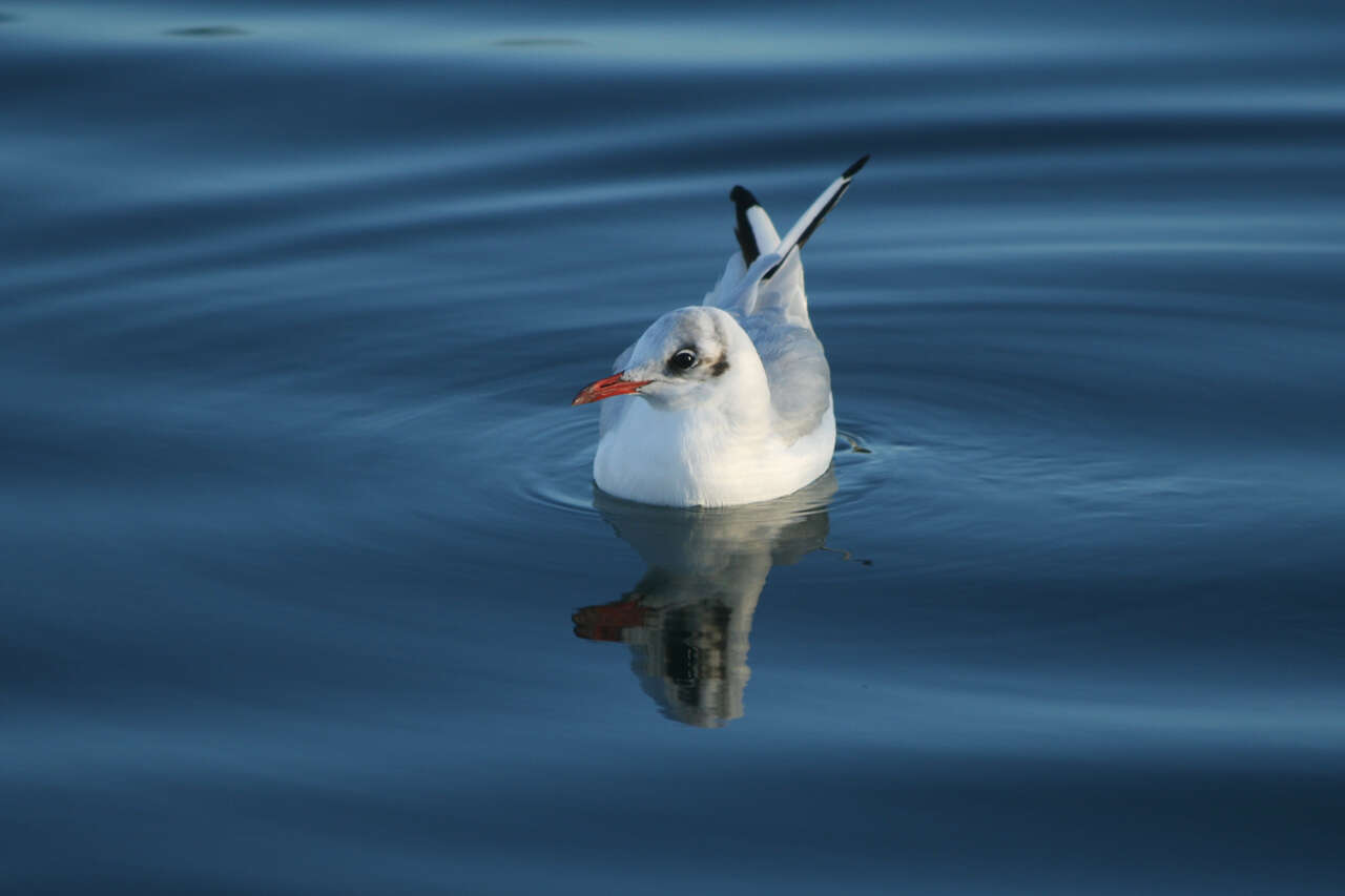 Image of Black-headed Gull