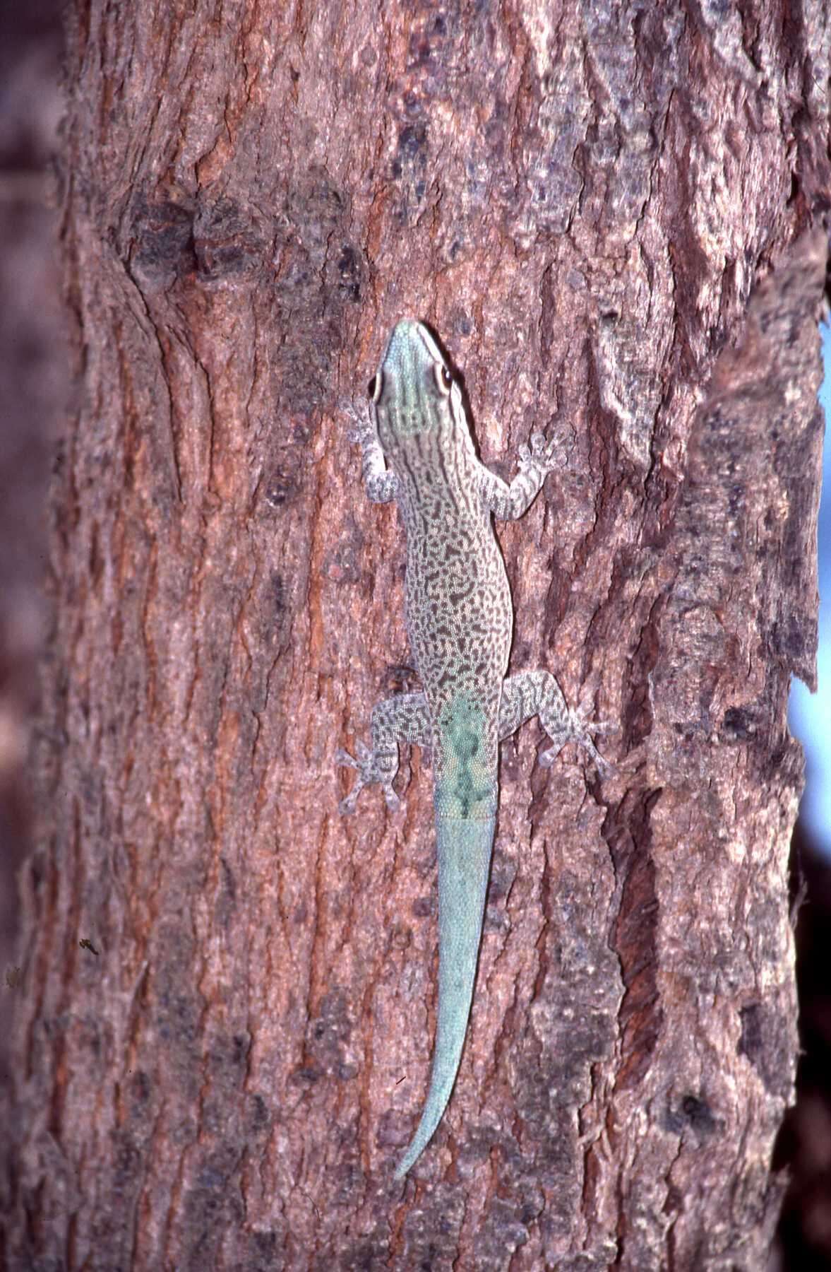 Plancia ëd Phelsuma mutabilis (Grandidier 1869)