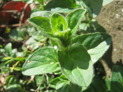 Image of oregano