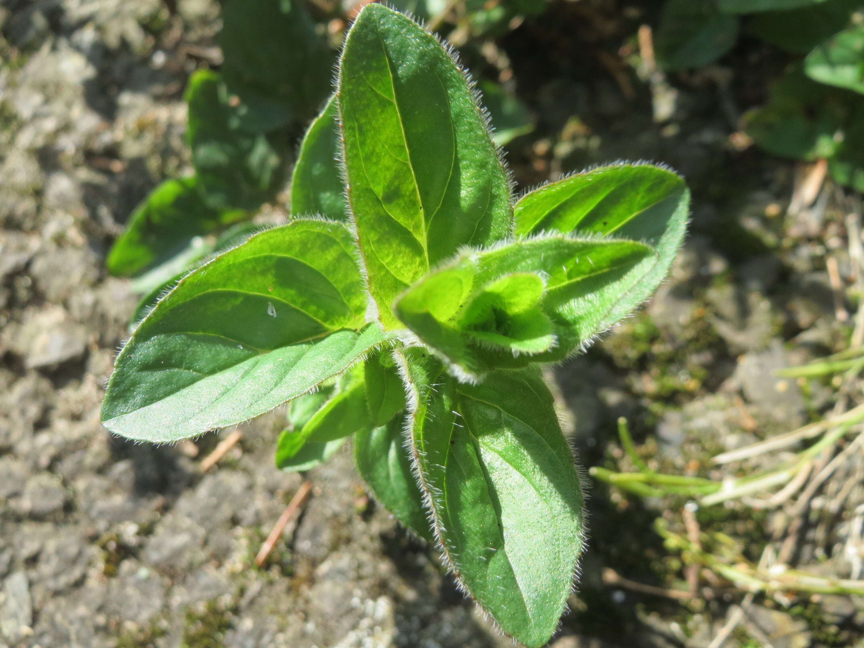 Image of oregano