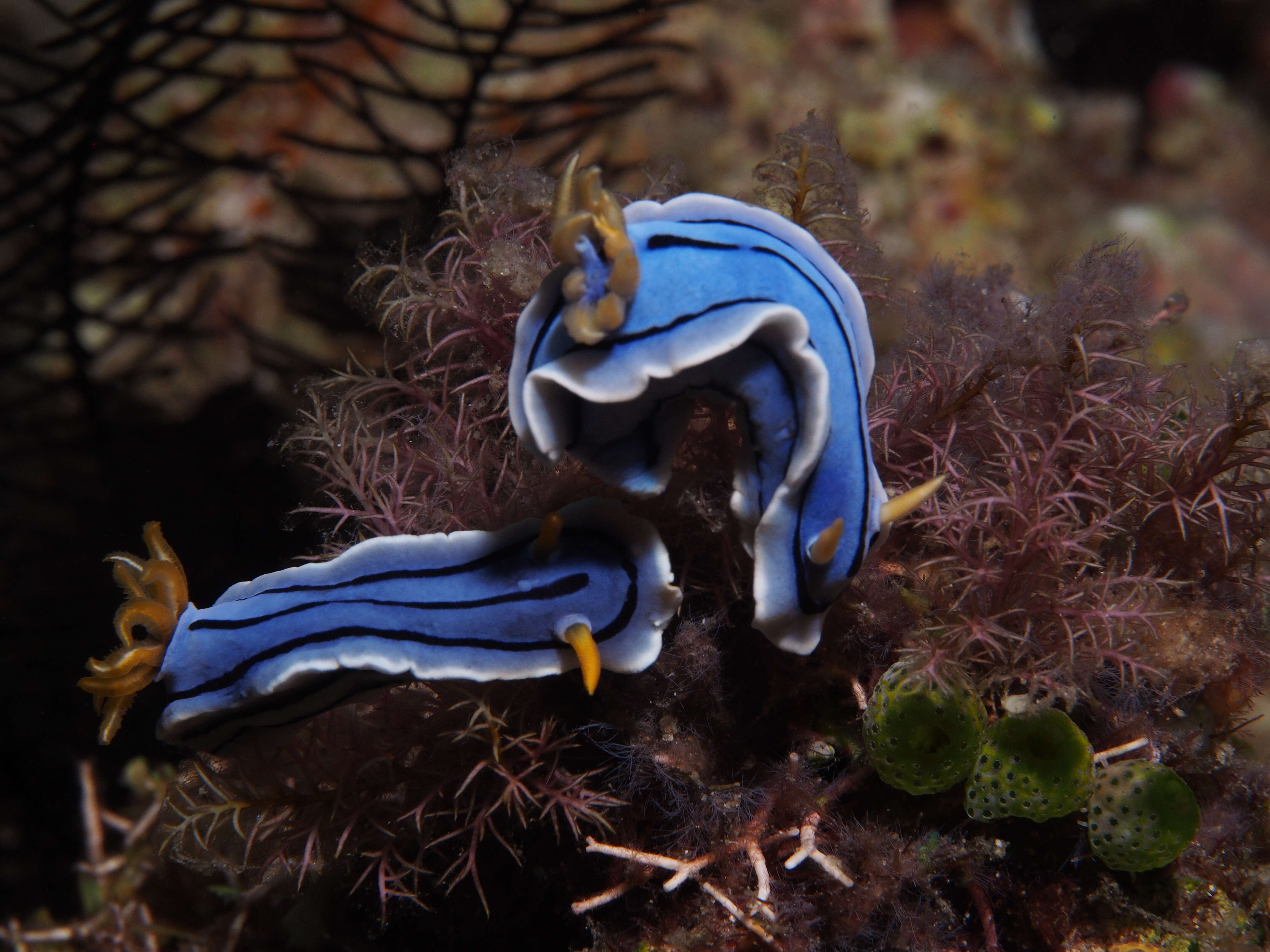 Image de Chromodoris lochi Rudman 1982