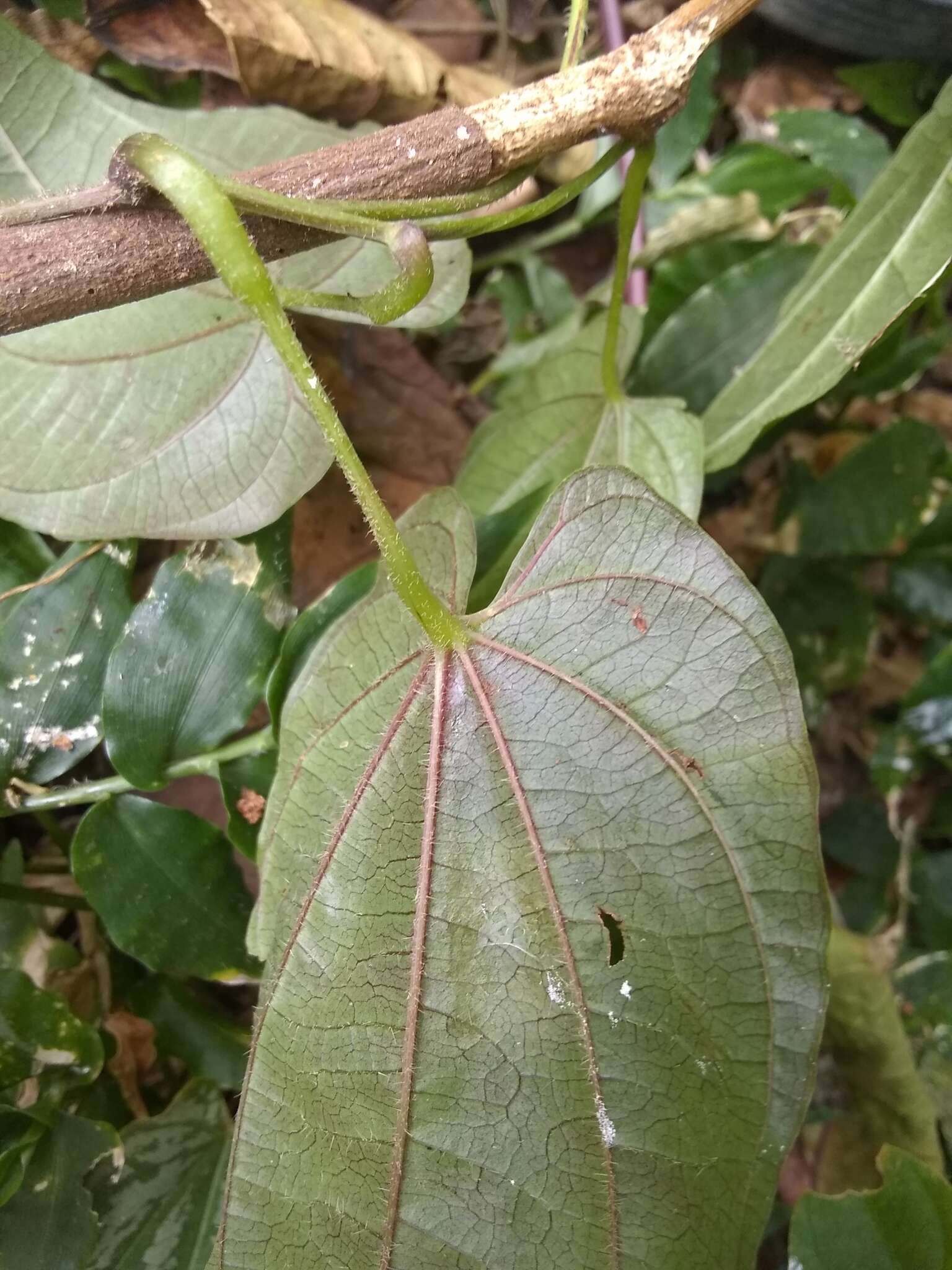 Dioscorea pilosiuscula Bertero ex Spreng.的圖片