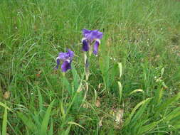 Plancia ëd Iris marsica I. Ricci & Colas.