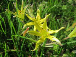 Image of field star-of-bethlehem