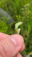 Spiranthes laciniata (Small) Ames resmi