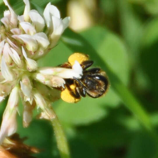 Image of Andrenine bee