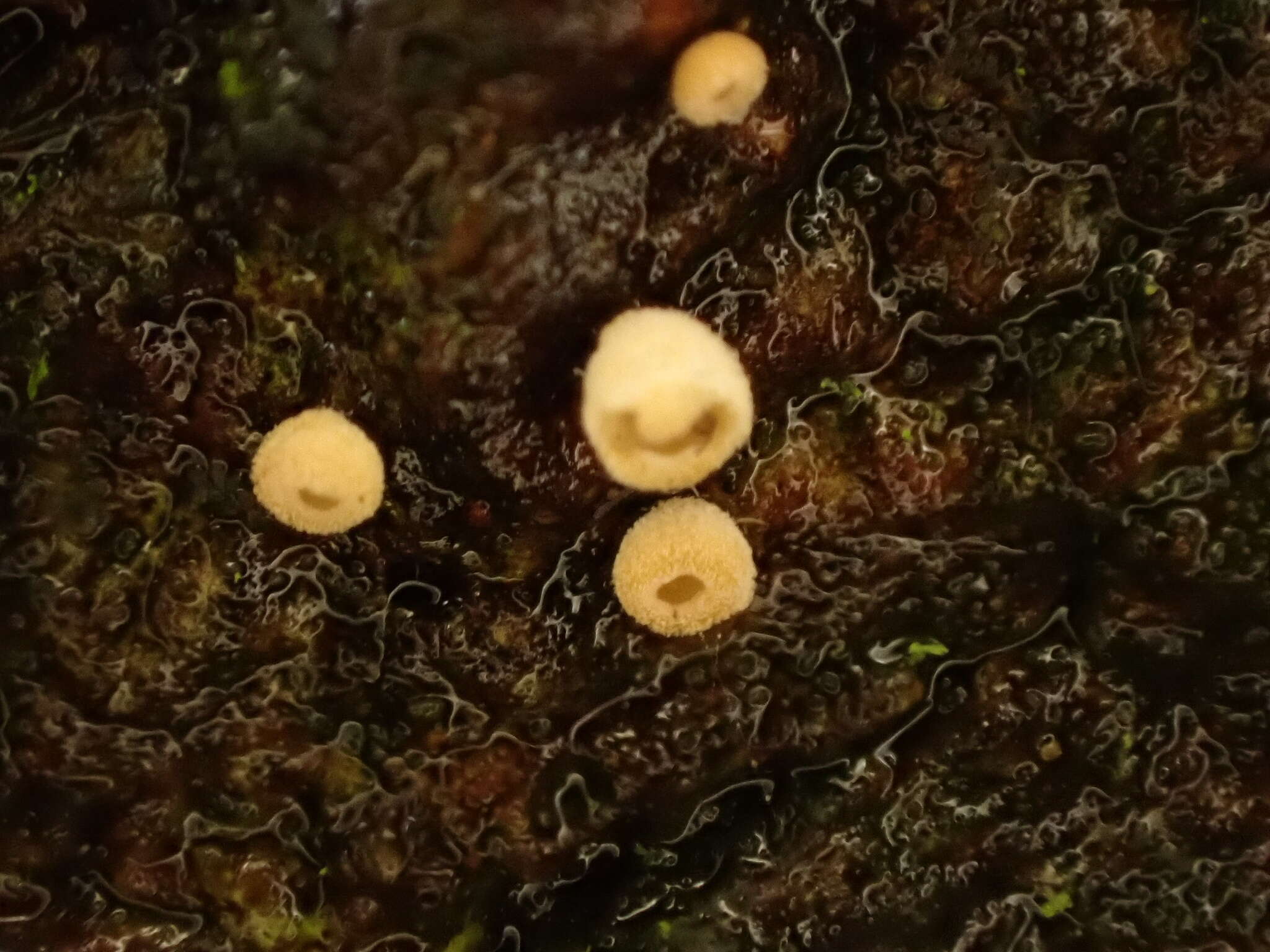 Image of Cyphella ferruginea P. Crouan & H. Crouan 1867