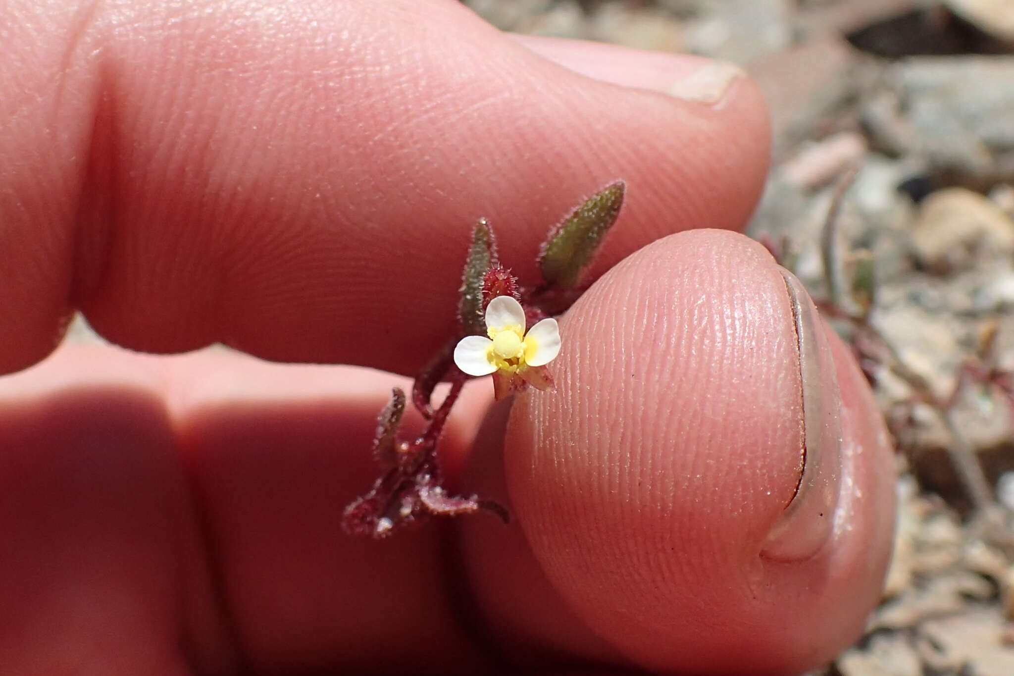 Chylismiella resmi