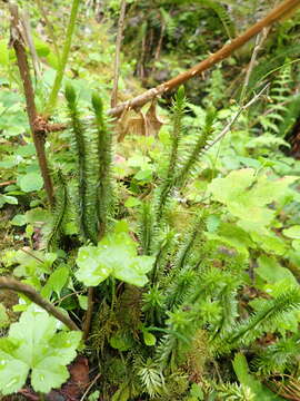 Image of Miyoshi's clubmoss