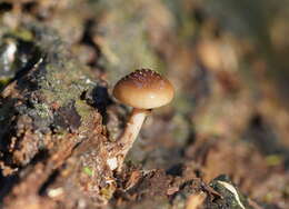 Image de Armillaria hinnulea Kile & Watling 1983