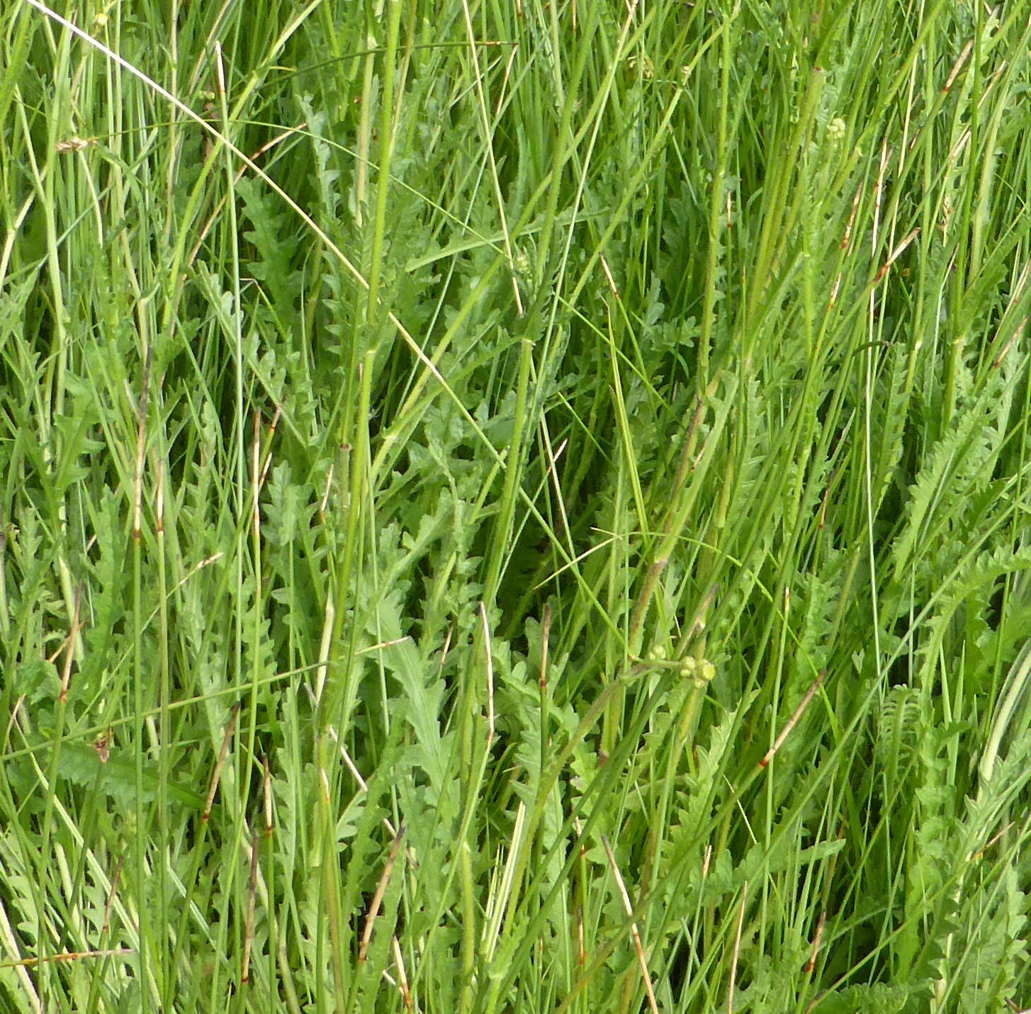 Plancia ëd Nidorella pinnata (L. fil.) J. C. Manning & Goldblatt