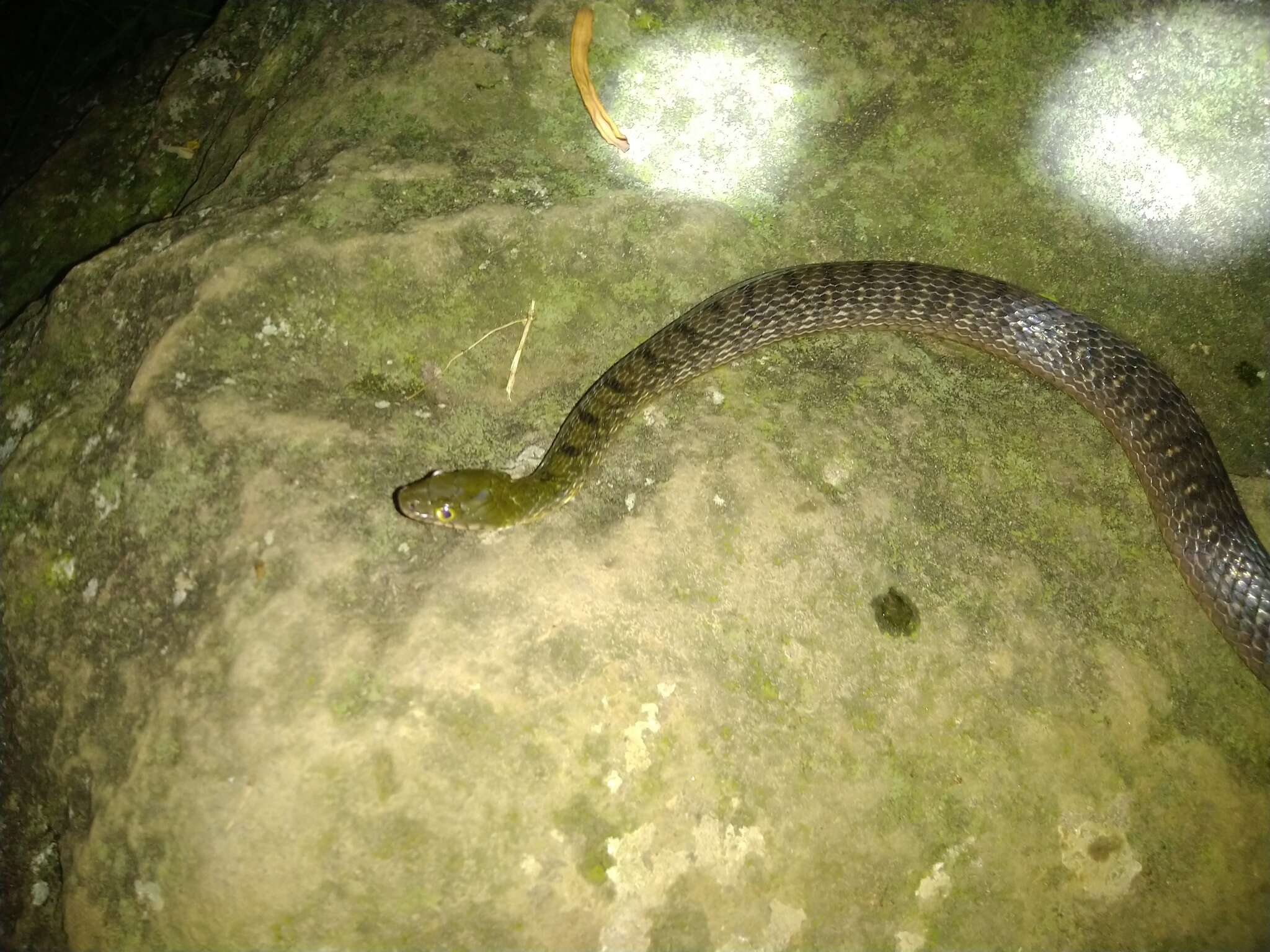 Image of Red-sided Keelback Water Snake