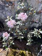 Imagem de Rhododendron adamsii Rehder