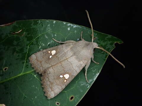 Eupsilia tripunctata Butler 1878的圖片